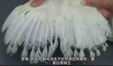 關于籠養雞的人工強制換羽